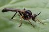 Dioctria rufipes
